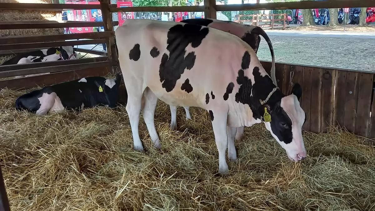 Továbbra is növekvő pályán az állattenyésztés