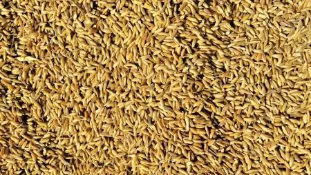 Véleményezhetők a terménytisztítók, tárolók, szárítók és vetőmagüzemek fejlesztését támogató pályázati felhívások