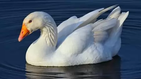 Még idén többlettámogatáshoz jutnak a víziszárnyas-tartók 