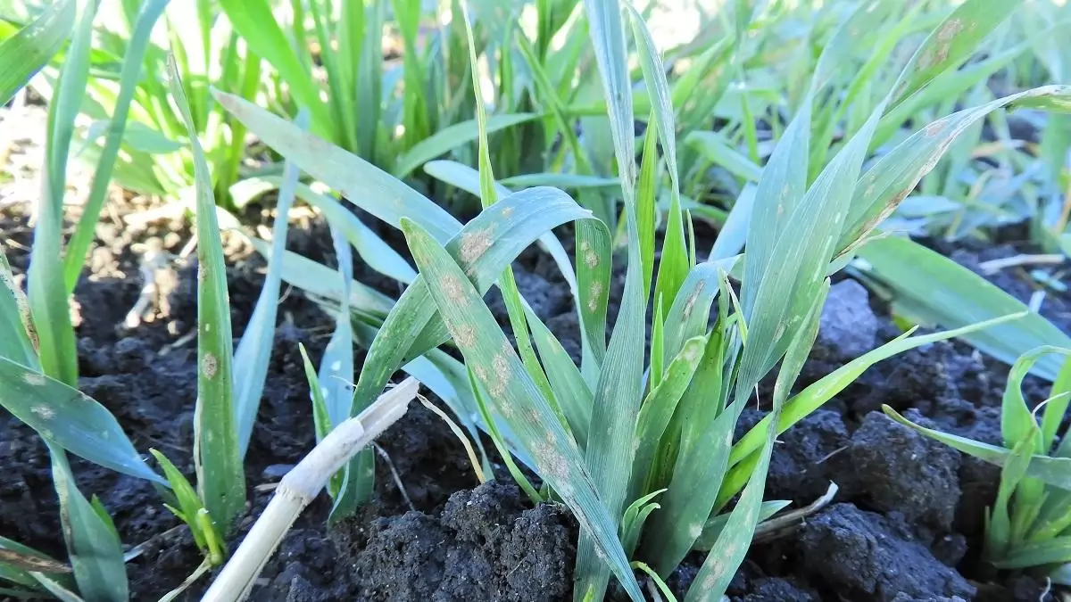 Mi történik télen a gabonatáblákon? – Állandó kártevők, leggyakoribb vírusok, gombásodás, gyomosodás 