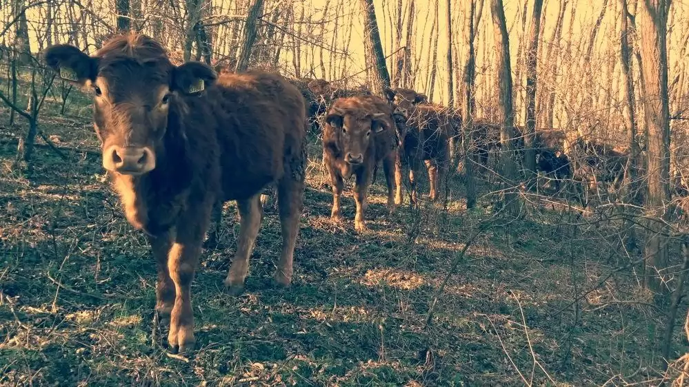 Gondolkodjunk komplexen! – A legelő botanikájától a biohúsig