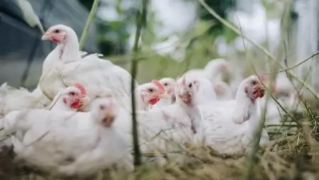 Csak szigorú feltételekkel indulhat a baromfitartó gazdaságok madárinfluenza járványt követő be- és újratelepítése