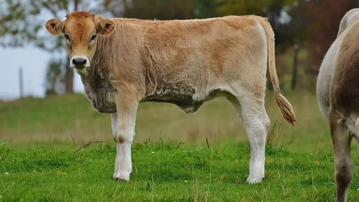 Nagymértékben emelkedik az élő marha termelői ára