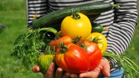 A berlini Globális Élelmiszer- és Mezőgazdasági Fórum mérföldkövet jelent a fenntartható biogazdaság előmozdításában, elismerve a FAO vezető szerepét