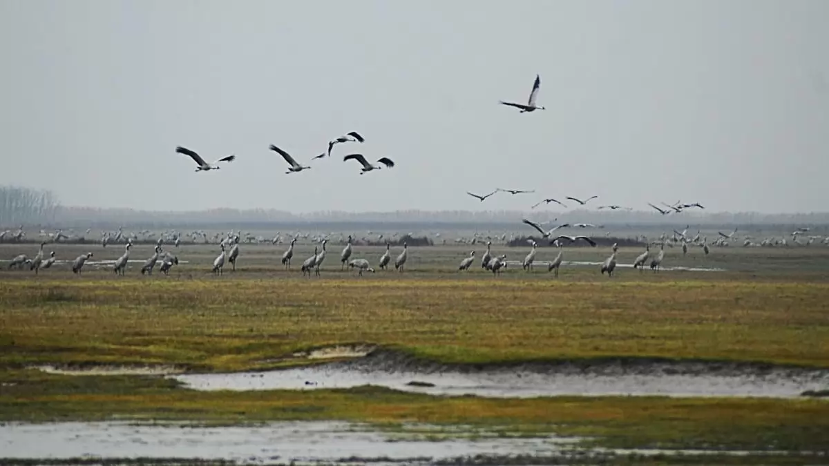 Látványos esti behúzás: áttelelő darvak a kardoskúti Fehér-tónál