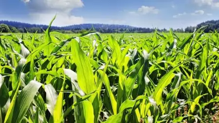 Korai Pioneer® kukorica hibridek nagy termésátlaggal