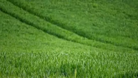 Az Eurobarométer felmérése szerint a tagállamok határozottan támogatják a közös agrárpolitikát (KAP)