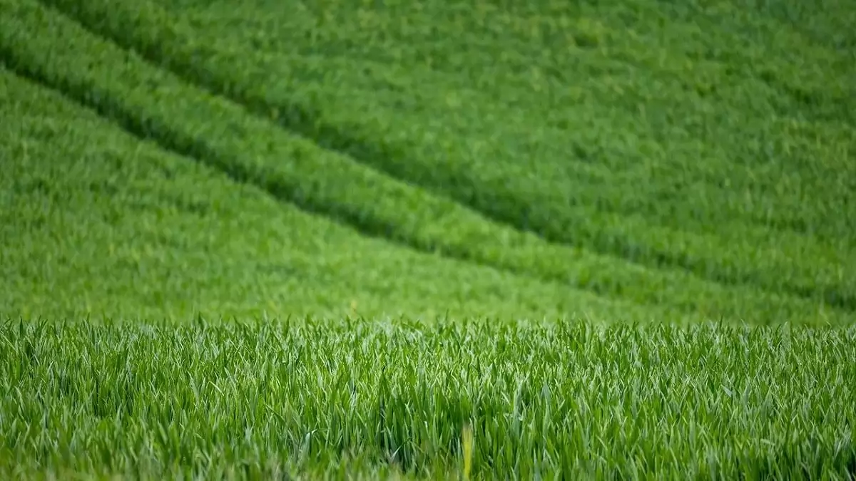Az Eurobarométer felmérése szerint a tagállamok határozottan támogatják a közös agrárpolitikát (KAP)