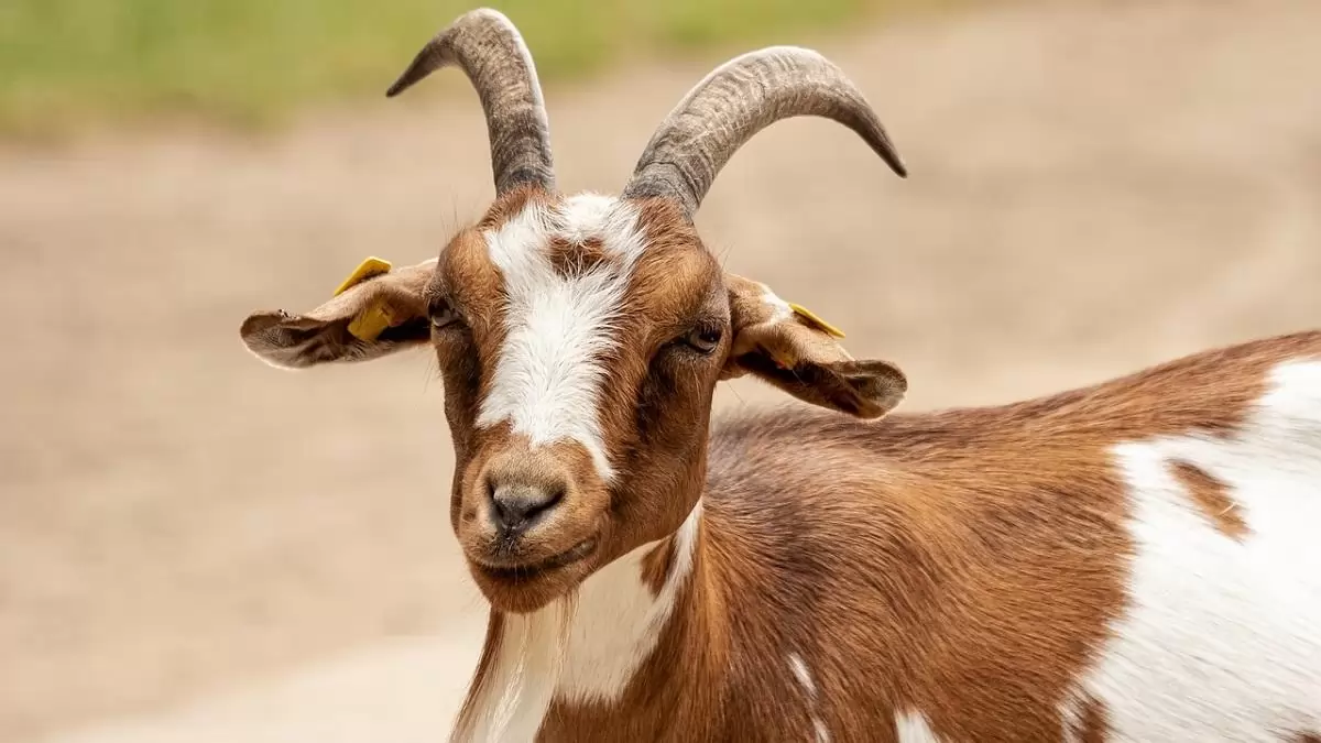 A kiskérődzők pestise okán elrendelt hazai intézkedések