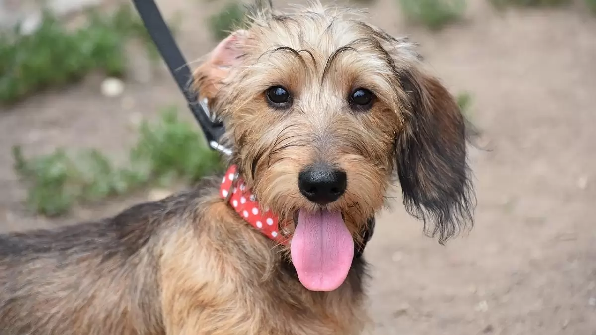 Sebkezelési 1x1 kisállattartóknak