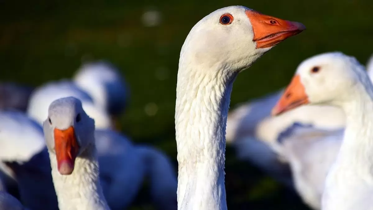 Hajdú-Bihar vármegyében ismét megjelent a madárinfluenza