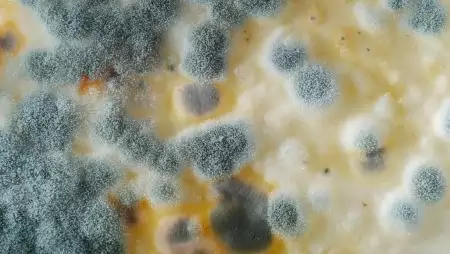 A meddőség és a penészgomba-toxinok közötti kapcsolatot vizsgálják a Semmelweis és a MATE kutatói