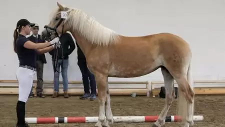 A szőke szépség (2. rész) – Haflingi ló felvezetésben, oktatásban, terápiában