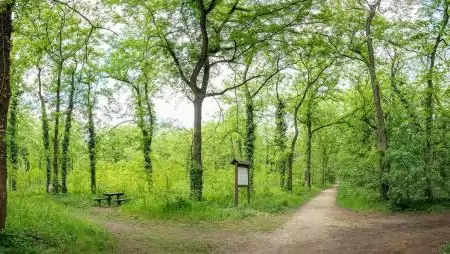 A Pilisi Parkerdő városierdő-fejlesztése a Péterhalmi-erdőben