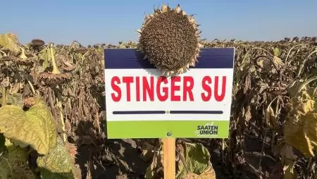 Vessen napraforgót, a klímaváltozás nyertesét!