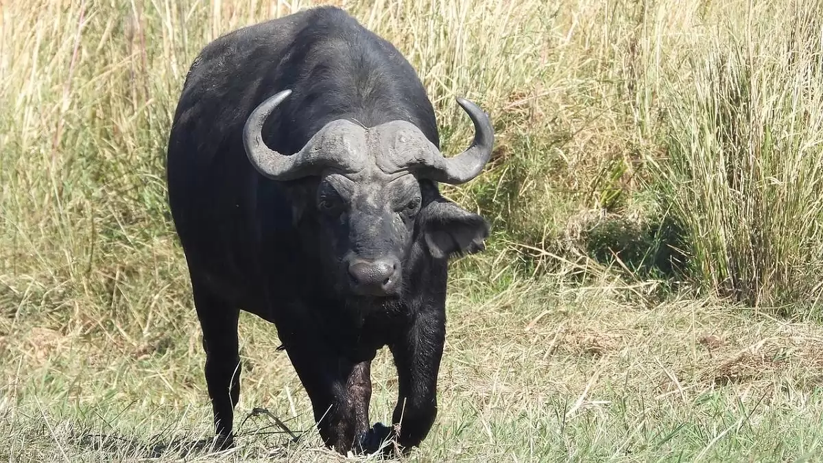 Ragadós száj- és körömfájás jelent meg Németországban