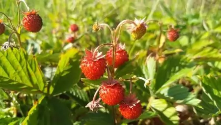 Biobarát mezőgazdaság – Hogyan alakíthatók organikussá az élelmiszerrendszerek?