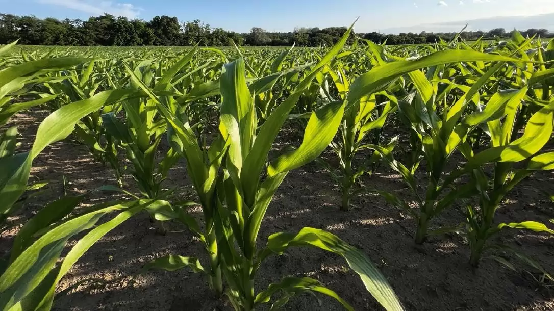 Szántóföldi növénytermesztésünk – Ennek eredményei a klímaváltozás tükrében az utóbbi két évben (2023−2024)