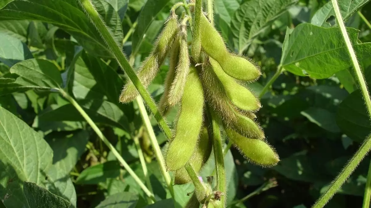 Búza helyett szója, marha helyett baromfi – Ilyen lesz 2035-ig az unió mezőgazdasága