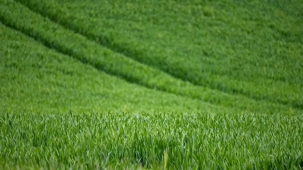 Kihirdetésre kerültek az Agro-Ökológiai Programhoz (AÖP) kapcsolódó terméklisták