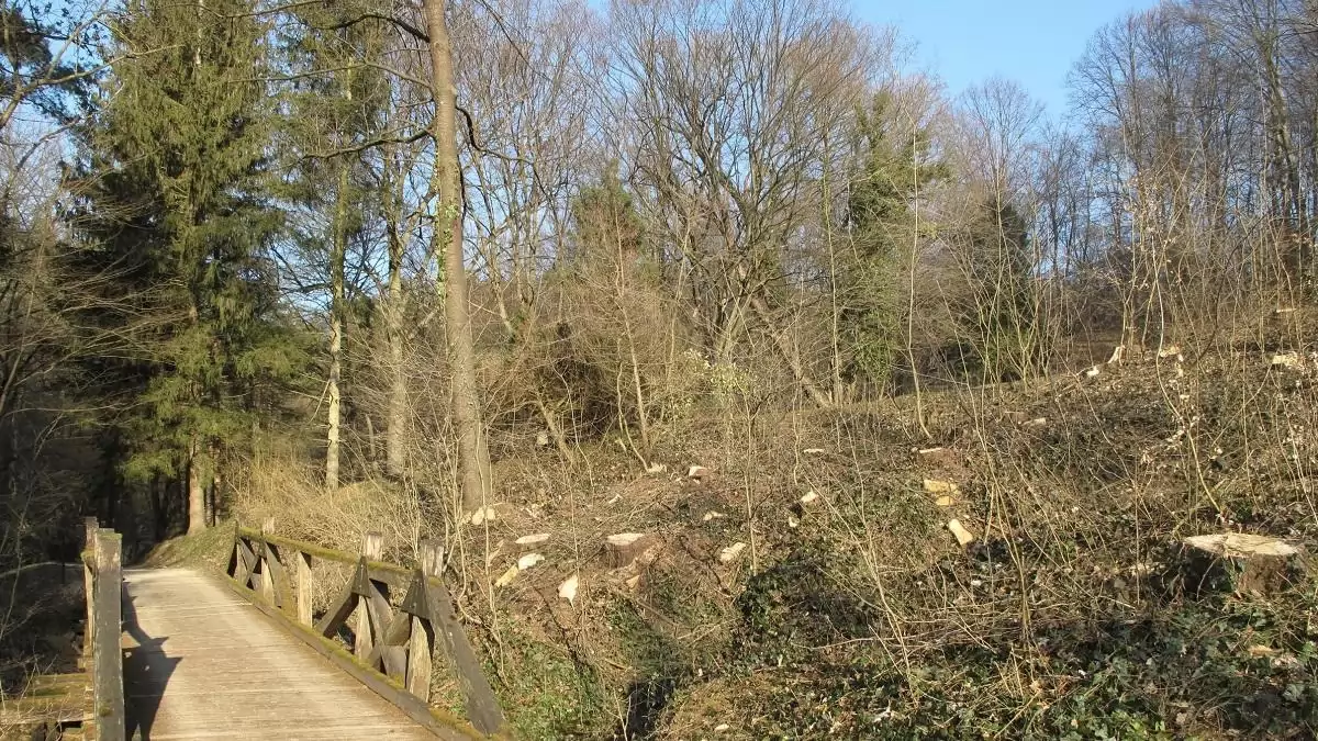 Fenyőpusztulás és megújulás a visegrádi füvészkertben