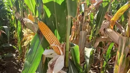 A Corteva Agriscience elismerésben részesítette a legmagasabb terméshozamot elérő magyarországi gazdákat