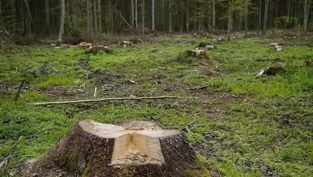 Mindent az EUDR-ről – tematikus oldal a Nébih weboldalán az erdőirtásmentes termékek felügyeletéről