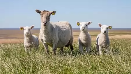 Újabb településen erősítette meg a hatóság a kiskérődzők pestise betegséget