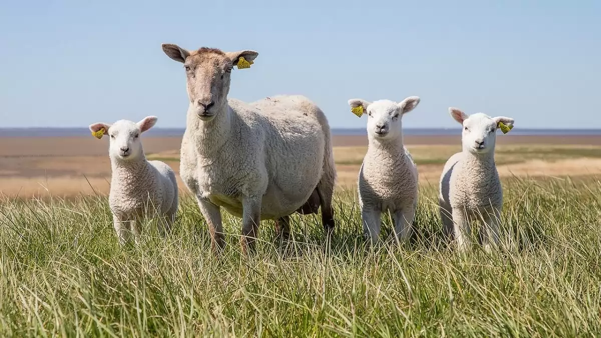 Újabb településen erősítette meg a hatóság a kiskérődzők pestise betegséget 