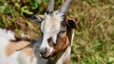 Nincs újabb gyanú a kiskérődzők pestise betegségre