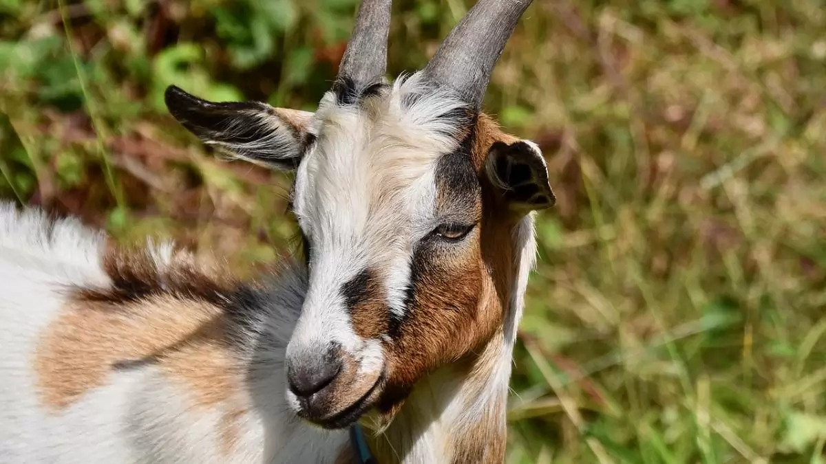 Nincs újabb gyanú a kiskérődzők pestise betegségre