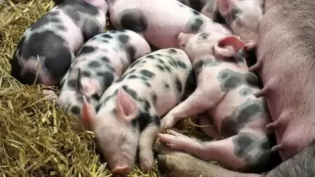 Tavaly uniós összevetésben is dinamikusan bővült az állattenyésztés teljesítménye