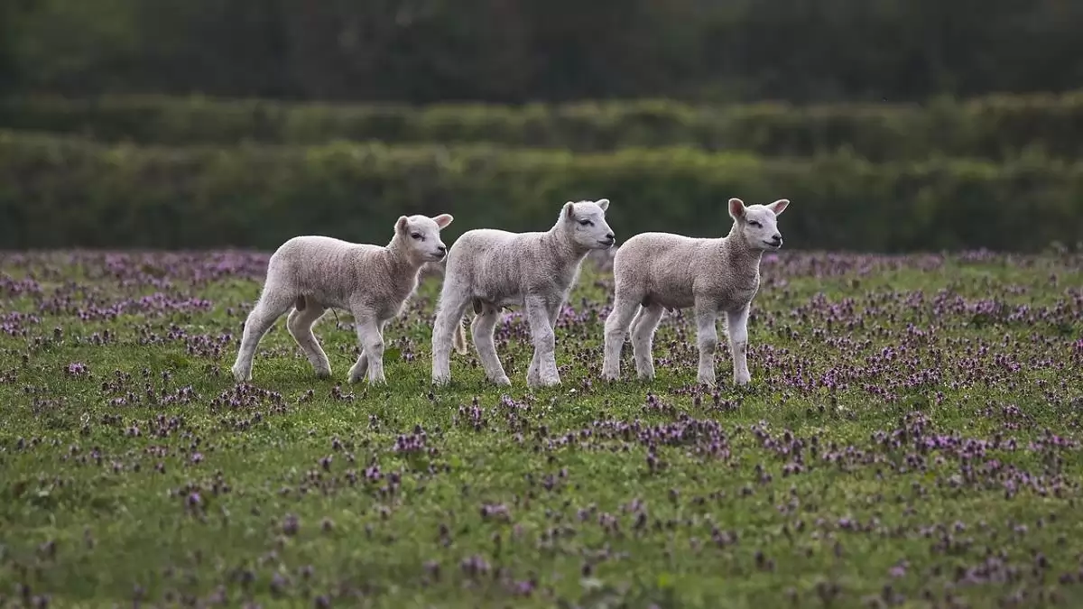 Ingyenes pályázatírással segíti a kisüzemi beruházást tervező tagjait a NAK