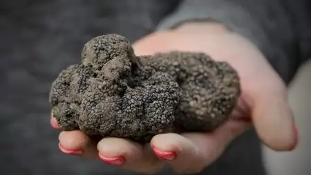 Tisztújító közgyűlést tartott a Szarvasgomba-termesztők Országos Egyesülete