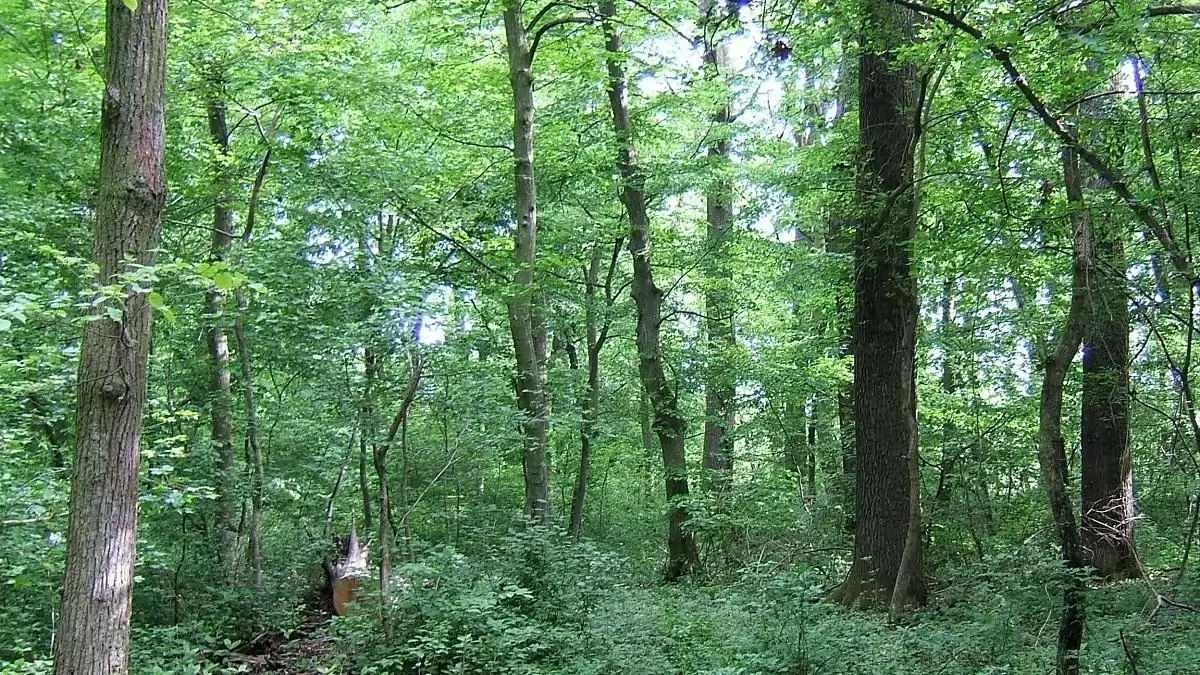 Határon átnyúló összefogás a tölgyerdőkért