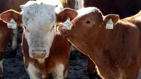 Megjelent a ragadós száj- és körömfájás betegség Magyarországon