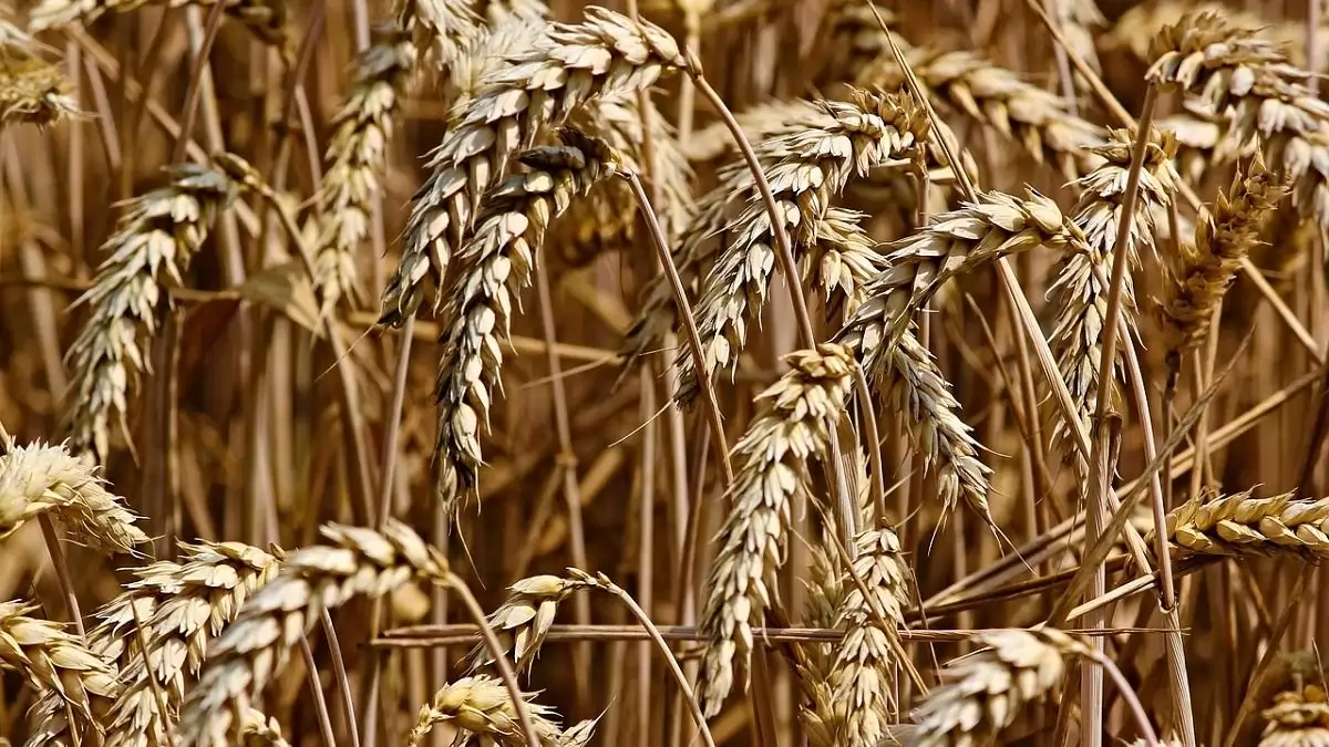 A korai előrejelzések szerény növekedést jósolnak 2025-ben a globális búzatermelésben