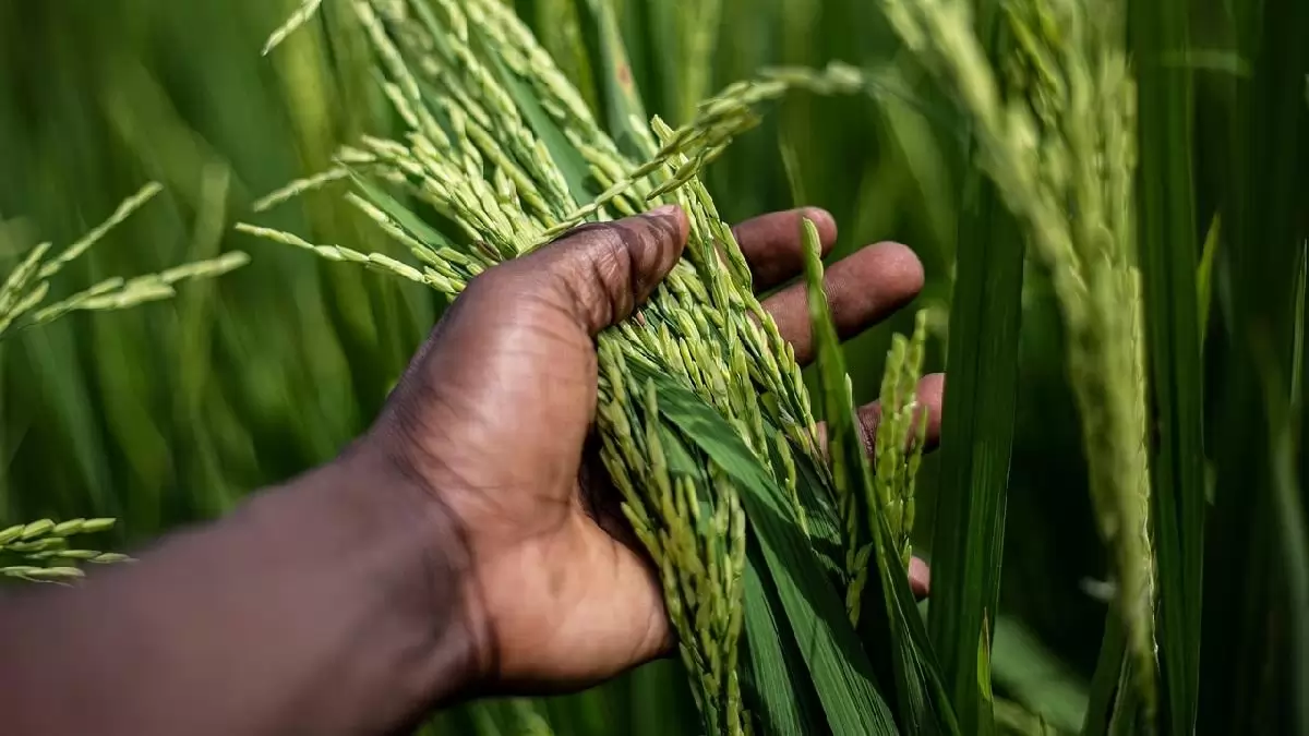 Növényeink és erdeink genetikai sokfélesége veszélyben van – figyelmeztetnek a FAO új jelentései