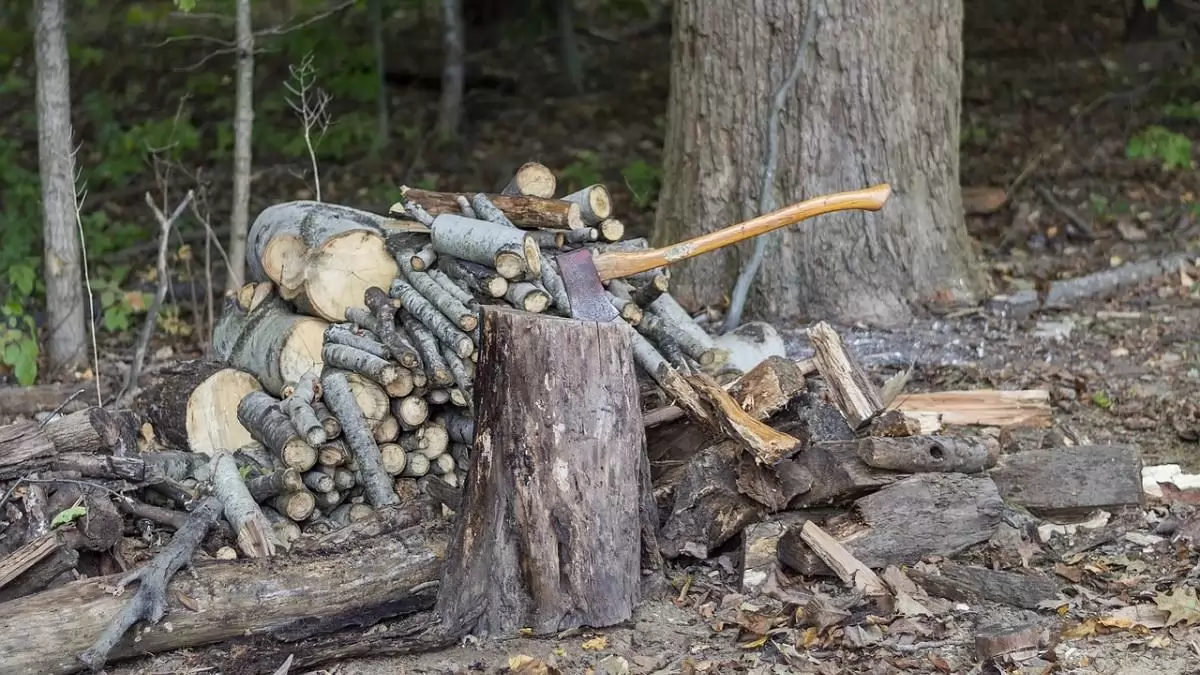 Kisléptékű fakitermelésekkel őrizhetjük meg az erdei aljnövényzetet