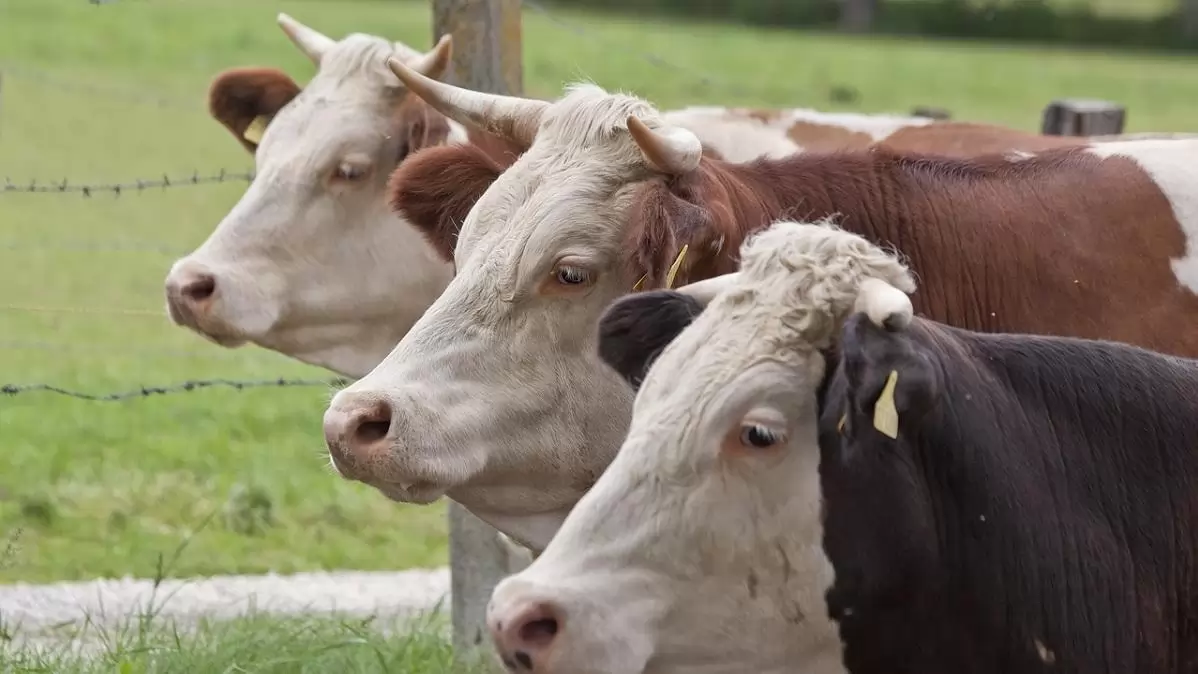 Jó hír a gazdáknak! Megkezdődött a közvetlen agrártámogatások végfizetése