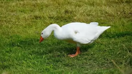 Újra megjelent a madárinfluenza Pest vármegyében
