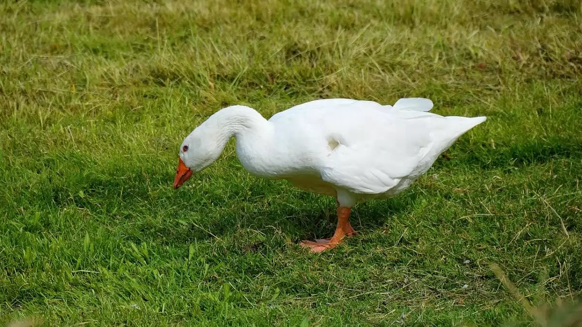 Újra megjelent a madárinfluenza Pest vármegyében