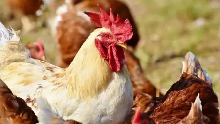 FAO: a H5N1 magas patogenitású madárinfluenza terjedése fokozott fellépést tesz szükségessé