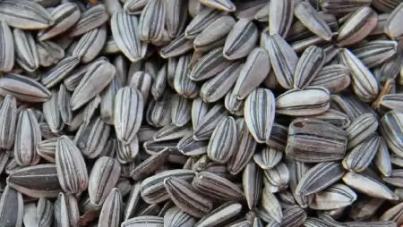 Tovább emelkedett a napraforgó ára