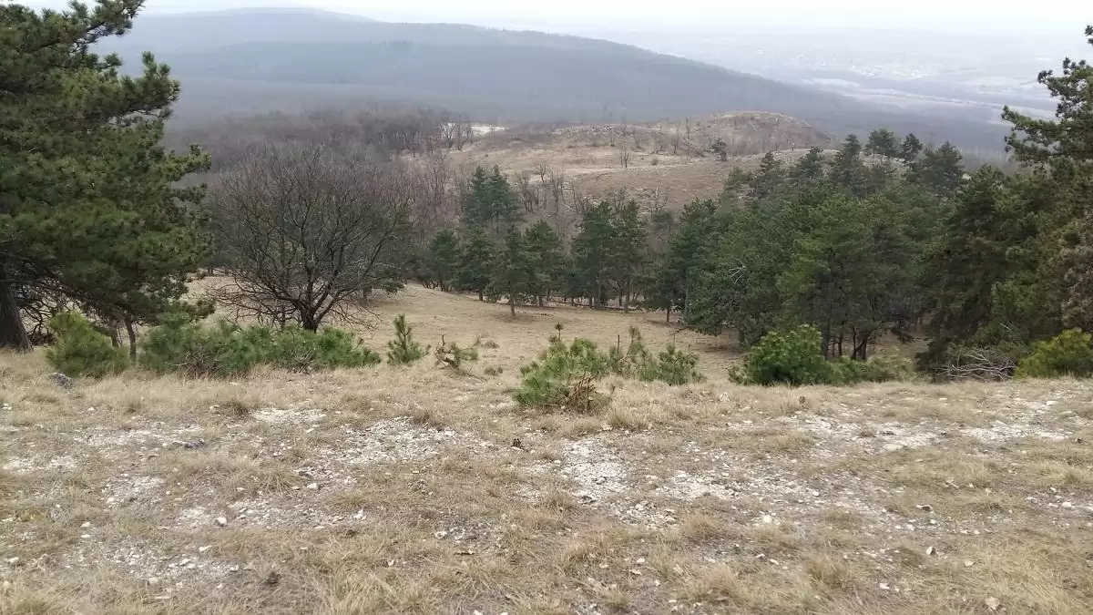 Természeti értékek megóvása érdekében folynak munkálatok a Budai-hegység fenyveseiben