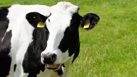 Ragadós száj- és körömfájás járvány kapcsán elrendelt hazai intézkedések