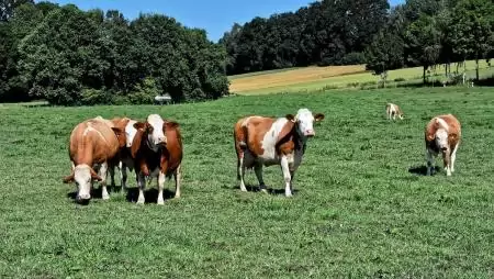Zártan tartás, legeltetési tilalom és kötelező vágás szükséges az RSzKF megfékezéséhez