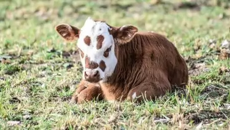 Újabb korlátozások szűntek meg a ragadós száj- és körömfájás kitörést követően