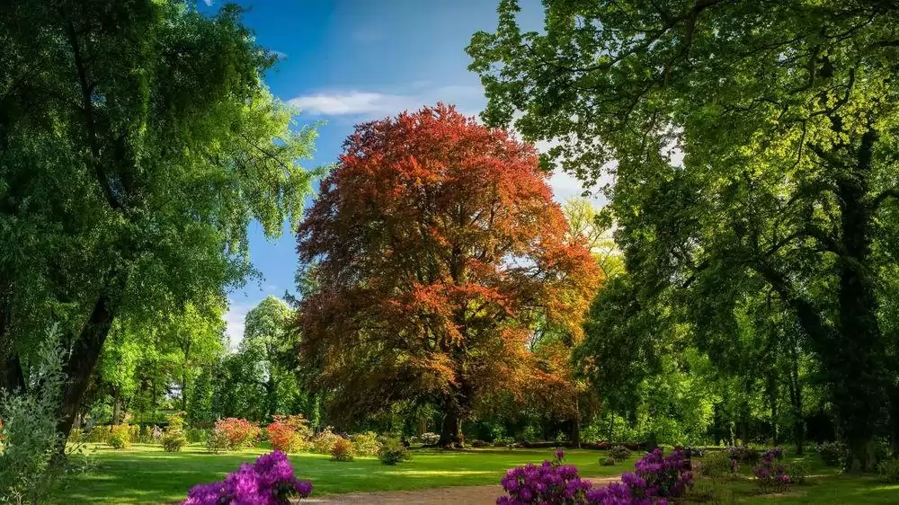 A „Dalkowskie-hegység szíve” – egy lengyel bükk a 2025-ös európai év fája 