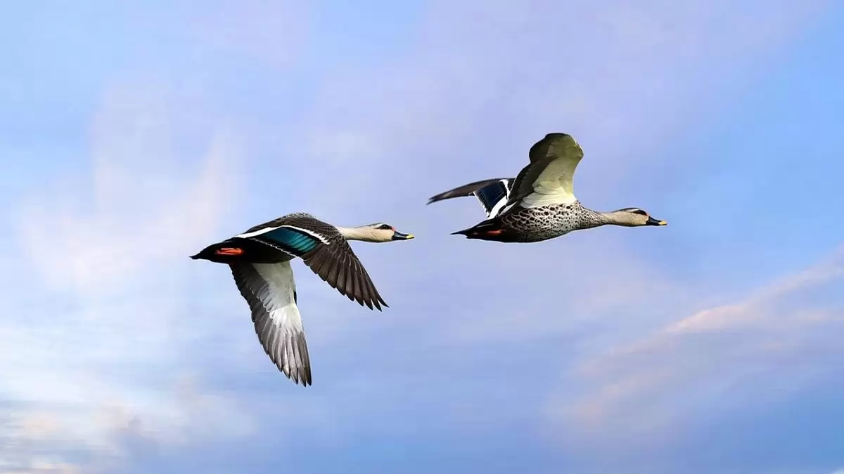 Honnan tudják a madarak, merre kell repülniük?